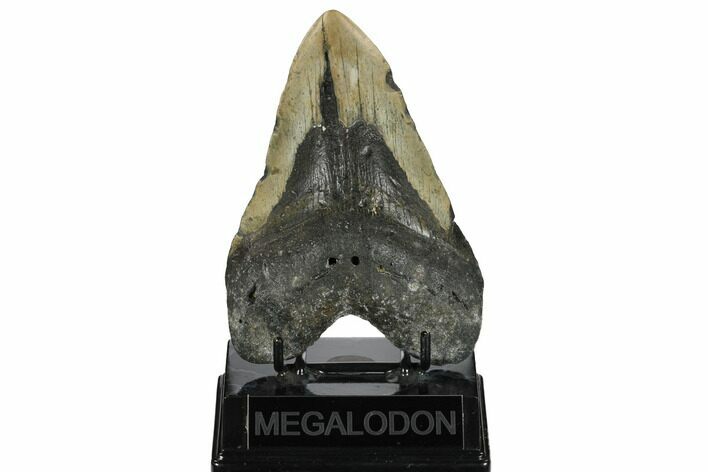 Bargain, Fossil Megalodon Tooth - North Carolina #172581